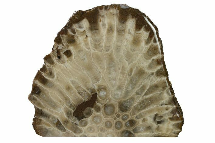 Free-Standing, Petoskey Stone (Fossil Coral) Section - Michigan #160264